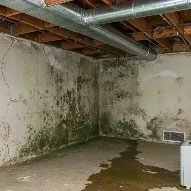 Professional Mold Removal in Prince George County, VA